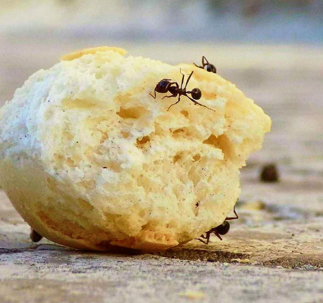 причины появления муравьев