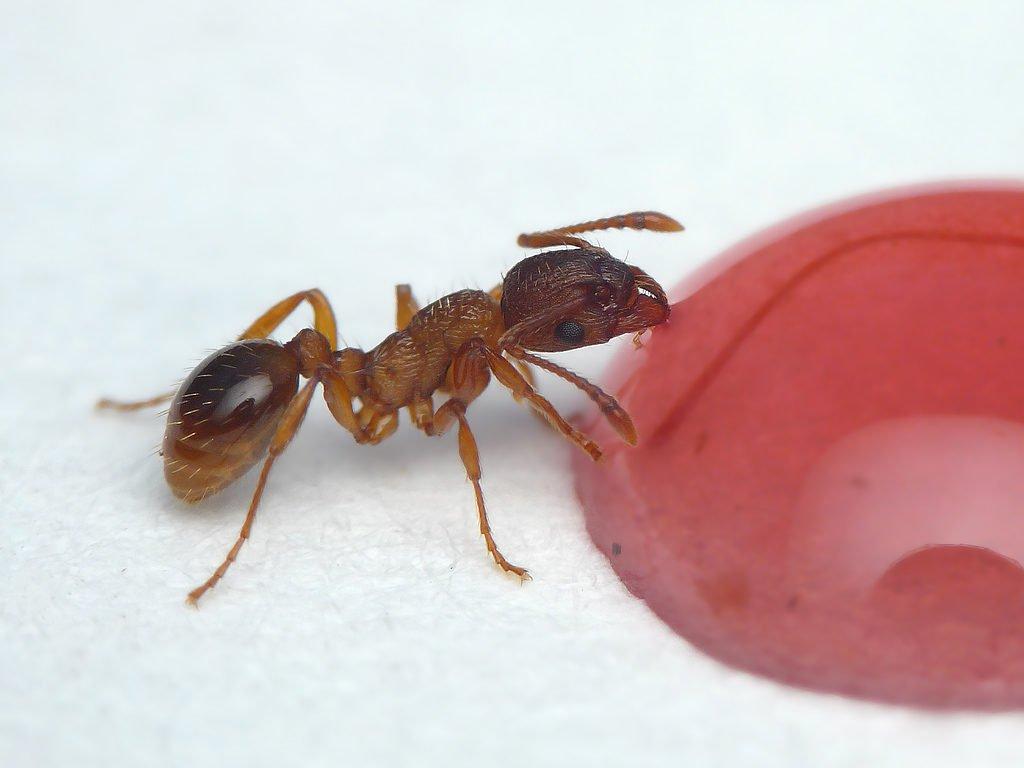 Как избавиться от домашиних муравьев
