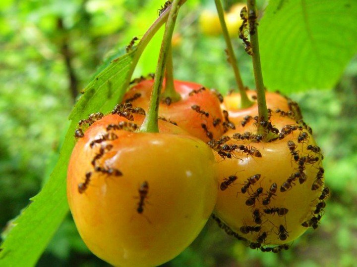уничтожение муравьев в саду и огороде