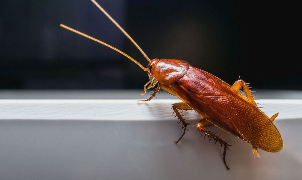 Как избавиться от тараканов на кухне? Виды вредителей и методы борьбы с .
