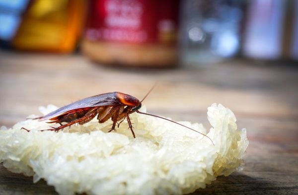 Как избавиться от тараканов на кухне